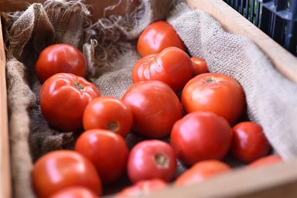 我國構建世界首個番茄超泛基因組：能讓番茄更好吃、產量多6成